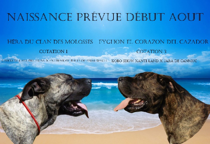 Des Légendes De Sparte - Les chiots arrivents debut Août !!! :P <3 